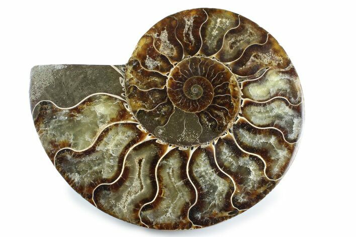Cut & Polished Ammonite Fossil (Half) - Madagascar #364928